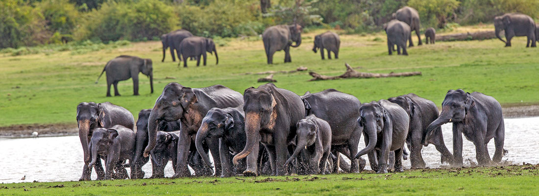 Yala National Park